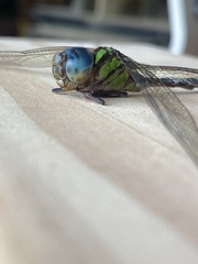 Triacanthagyna trifida