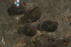 Ampullaceana balthica