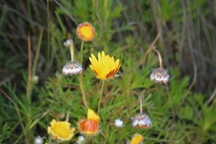 Ursinia dentata