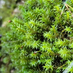 Dichodontium pellucidum