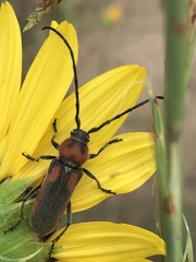 Crossidius discoideus