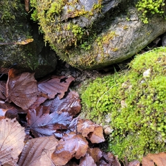 Dichodontium pellucidum