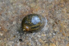 Ampullaceana balthica