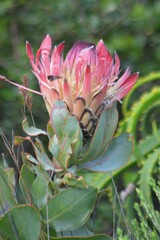 Protea eximia