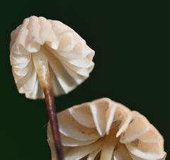 Marasmius rotula