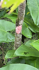 Pomacea canaliculata