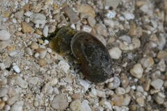 Ampullaceana balthica