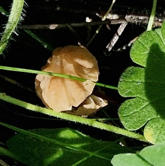 Marasmius rotula