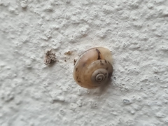 Hygromia cinctella