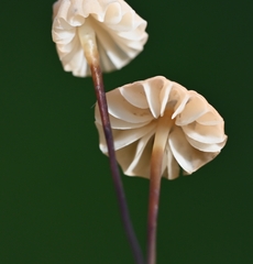 Marasmius rotula