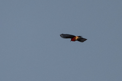 Himatione sanguinea