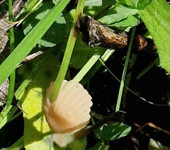 Marasmius rotula