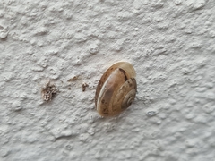 Hygromia cinctella