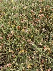 Aspalathus divaricata divaricata