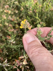 Aspalathus divaricata divaricata