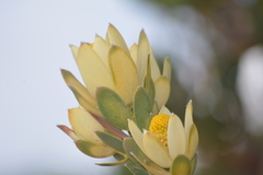 Leucadendron discolor