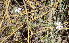 Jamesbrittenia argentea