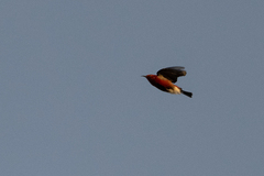Himatione sanguinea