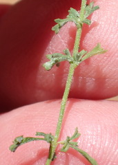 Jamesbrittenia argentea