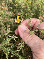 Aspalathus divaricata divaricata