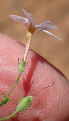 Jamesbrittenia argentea