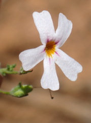 Jamesbrittenia argentea