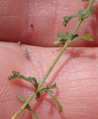 Jamesbrittenia argentea