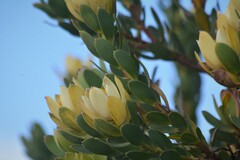 Leucadendron discolor