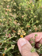 Aspalathus divaricata divaricata