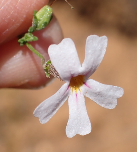 Silver Jaybee (Jamesbrittenia argentea)