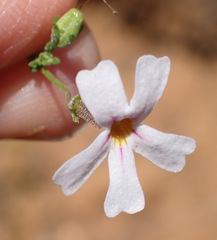 Jamesbrittenia argentea