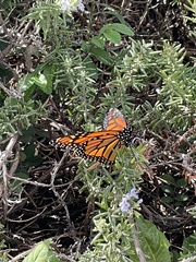 Danaus plexippus