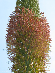 Agave horrida horrida