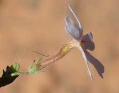 Jamesbrittenia argentea