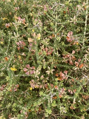 Aspalathus divaricata divaricata