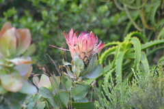 Protea eximia