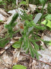 Lycopodium clavatum