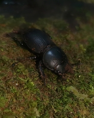 Apterodorcus bacchus