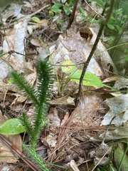 Lycopodium clavatum