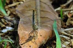 Brachythemis leucosticta