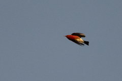 Himatione sanguinea