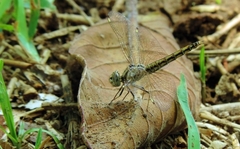 Brachythemis leucosticta