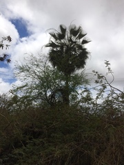 Copernicia prunifera