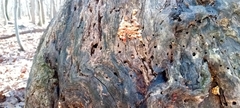 Neoantrodia serialis