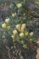 Leucadendron discolor