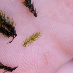 Rhynchostegium riparioides