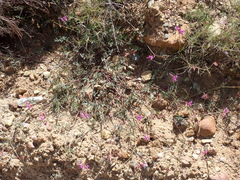 Pelargonium multicaule multicaule