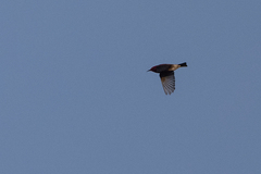 Himatione sanguinea
