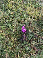 Pedicularis siphonantha