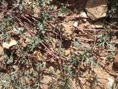 Pelargonium multicaule multicaule
